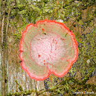 Christmas Wreath Lichen