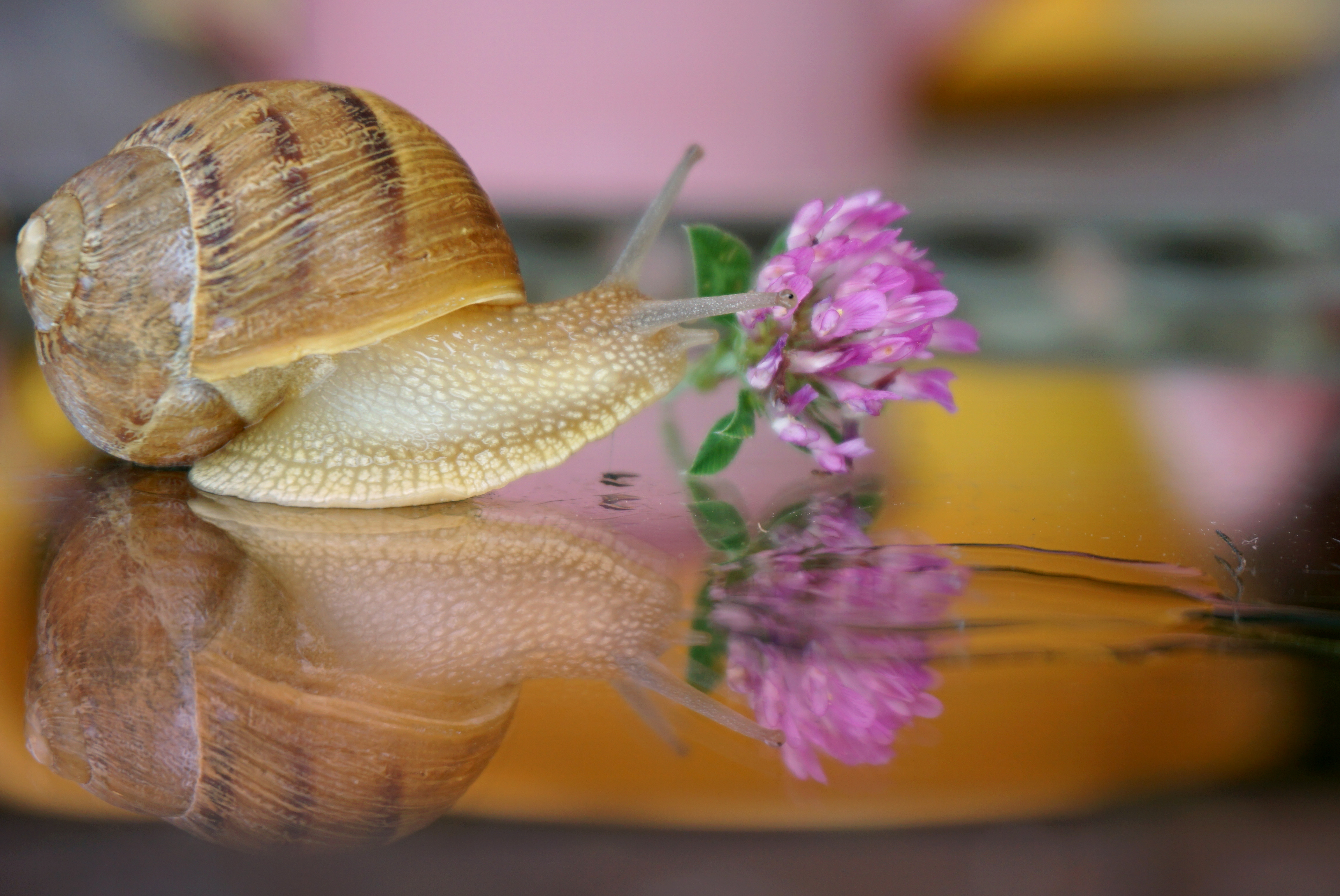 Amore a prima vista di Furlissima