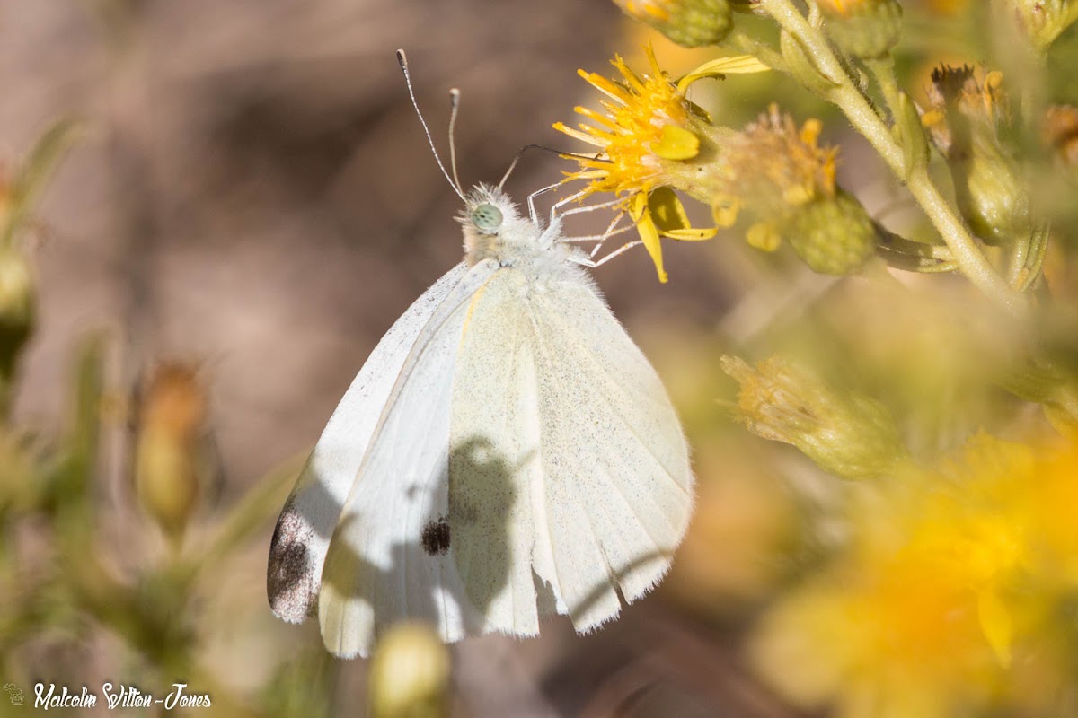 Small White