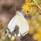 Small White