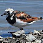 Ruddy turnstone