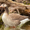 White Fronted Goose