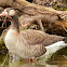 White Fronted Goose