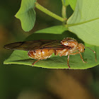 Asian Weaver Ant (queen)