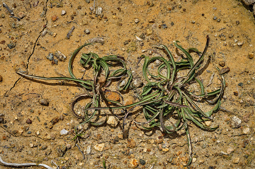 Scorzonera humilis