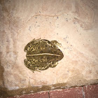 Woodhouse's toad