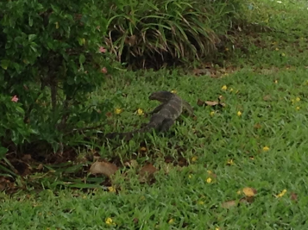 Monitor Lizard