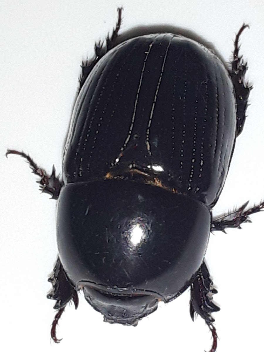 Black maize beetle