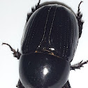 Black maize beetle