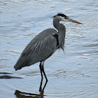 Great blue heron