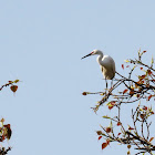 Little Egret