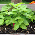 1. Salvia  2.basil 3.french marigold  4.lemon balm