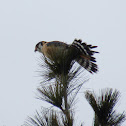 American kestrel