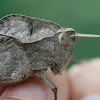 Lubber Grasshopper