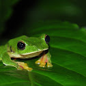 Malabar Gliding Frog