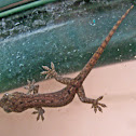 Gecko