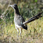 Greater Roadrunner