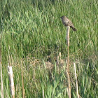 House Sparrow