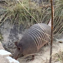 Nine-banded Armadillo