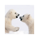 Baby Polar Bears New Tab Chrome extension download