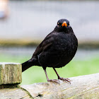 Blackbird