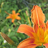 Tiger Daylily