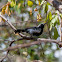 White-fringed Antwren