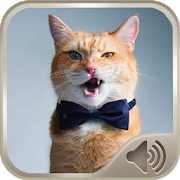 Cat Sounds  Icon