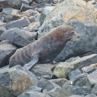 New Zealand Fur Seal