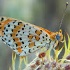 Spotted fritillary