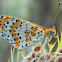 Spotted fritillary