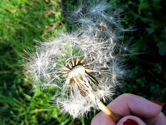 Così delicato da spiccare il volo con una leggera brezza di _Chiara_