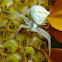 Crab Spider