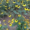 Black Eyed Susan