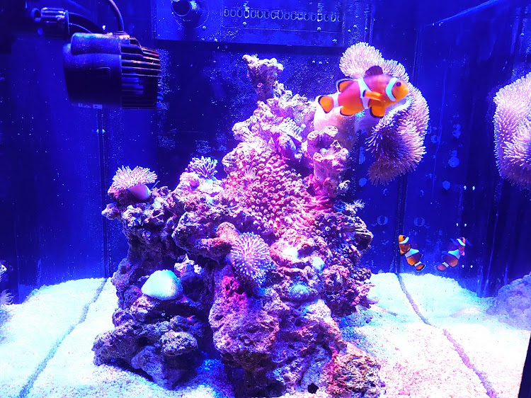 カローラツーリングの水槽交換に関するカスタム事例の投稿画像2枚目