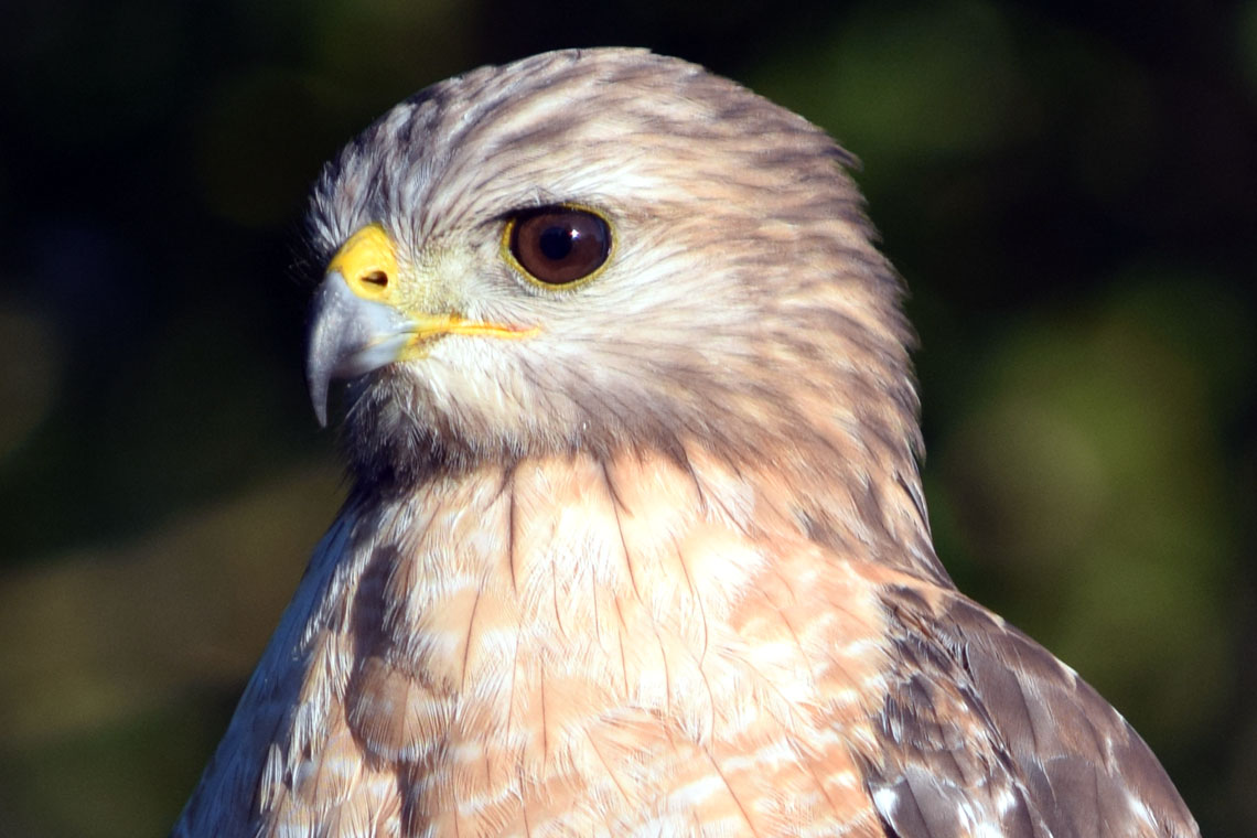 Red-shouldered Hawk