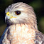 Red-shouldered Hawk