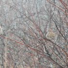 American Tree Sparrow