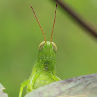 Javanese Bird Grasshopper