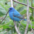 Indigo Bunting