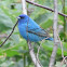 Indigo Bunting