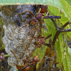 Paper Wasp