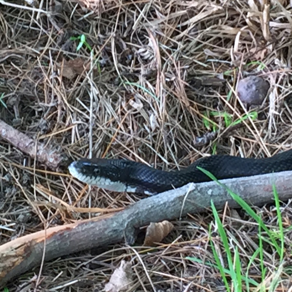 Eastern Ratsnake