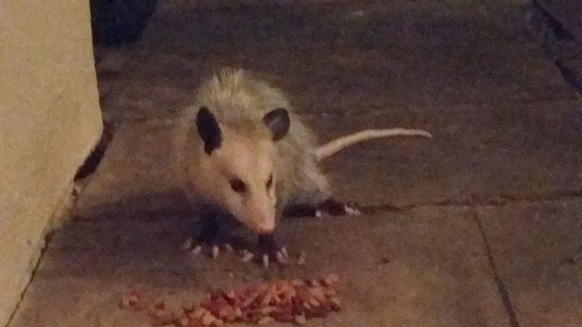 Virginia opossum