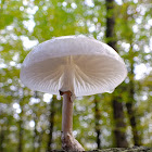 Porcelain fungus