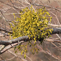 European mistletoe