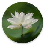 Cover Image of 下载 Heart Sutra 3.2 APK