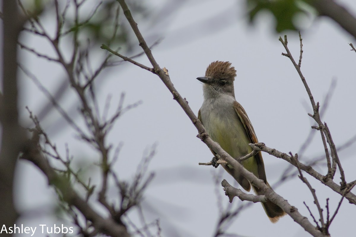 Ash-throated Flycactcher