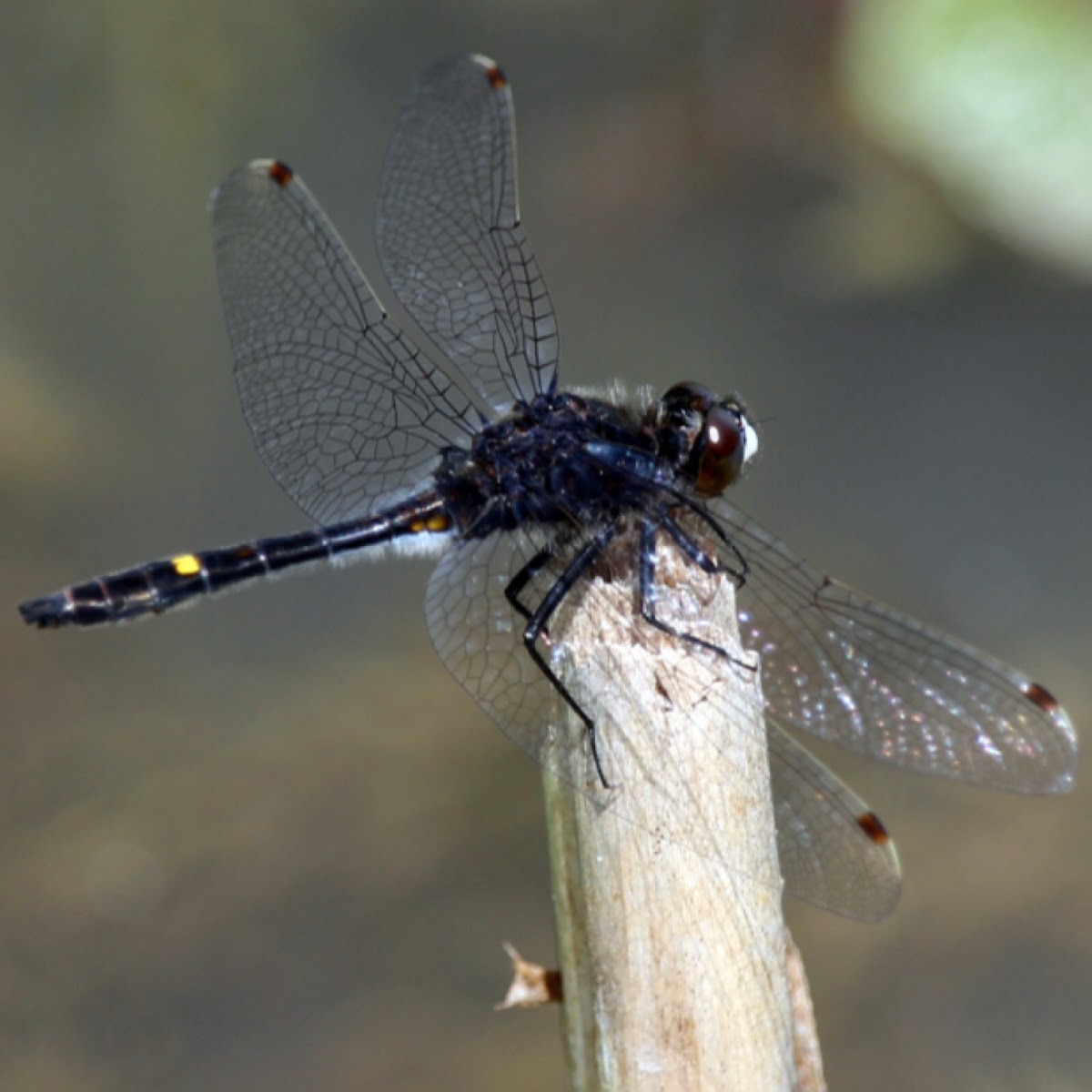 Dot-tailed Whiteface Dragonfly