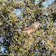 Spectacled Warbler; Curruca Tomillera